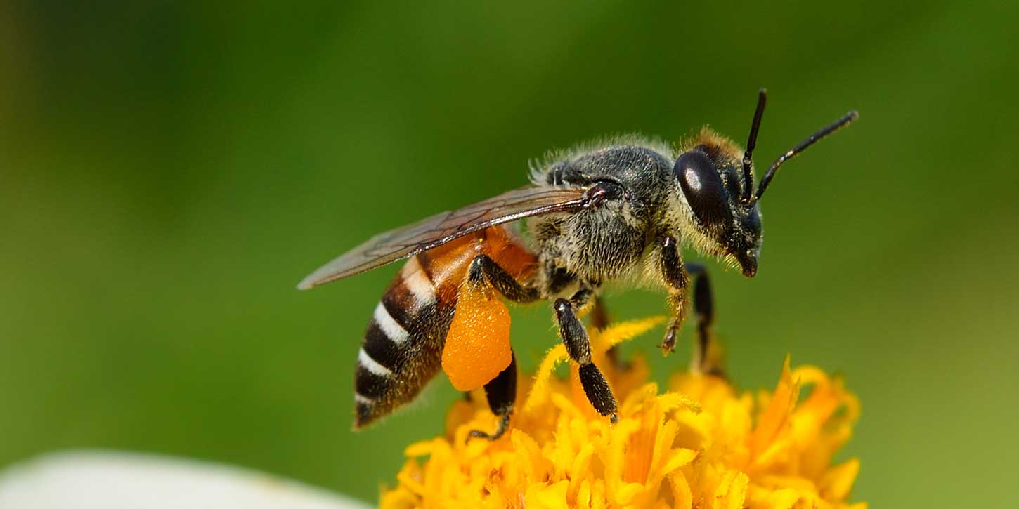 Abejas en Sonora: pequeñas aliadas con gran impacto