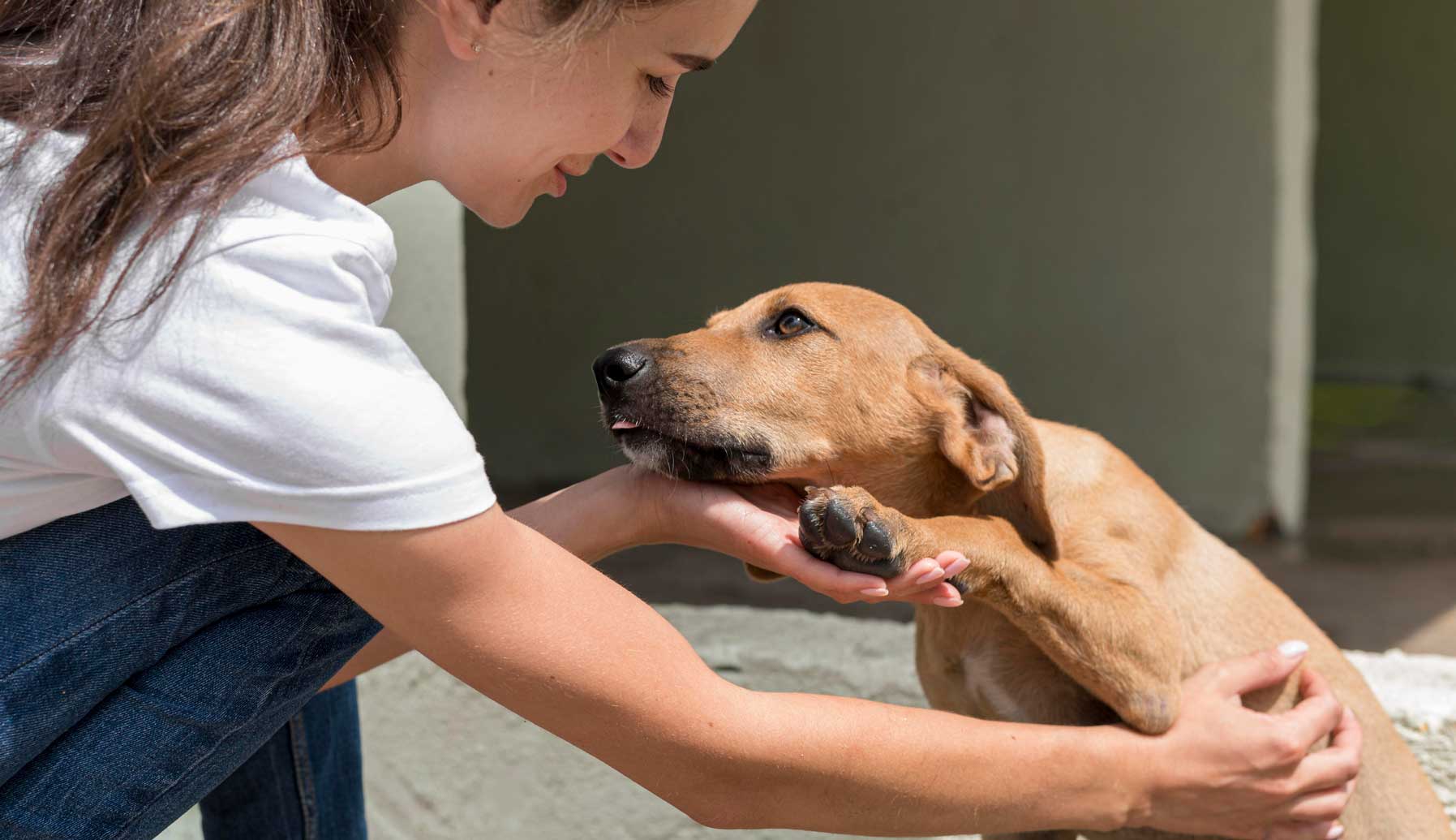 Rescate y adopciones de perros en Sonora: organizaciones que están cambiando vidas