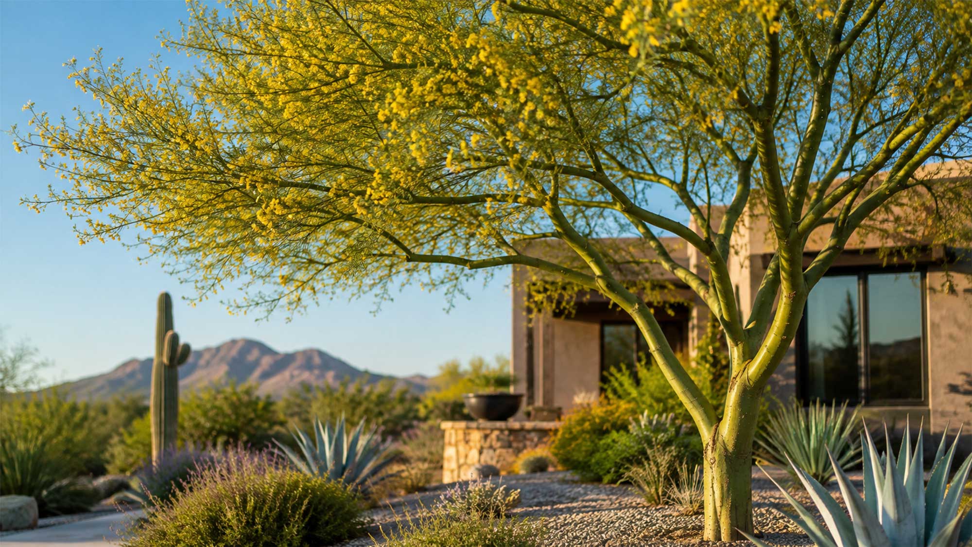 Las mejores especies nativas de Sonora para plantar en casa