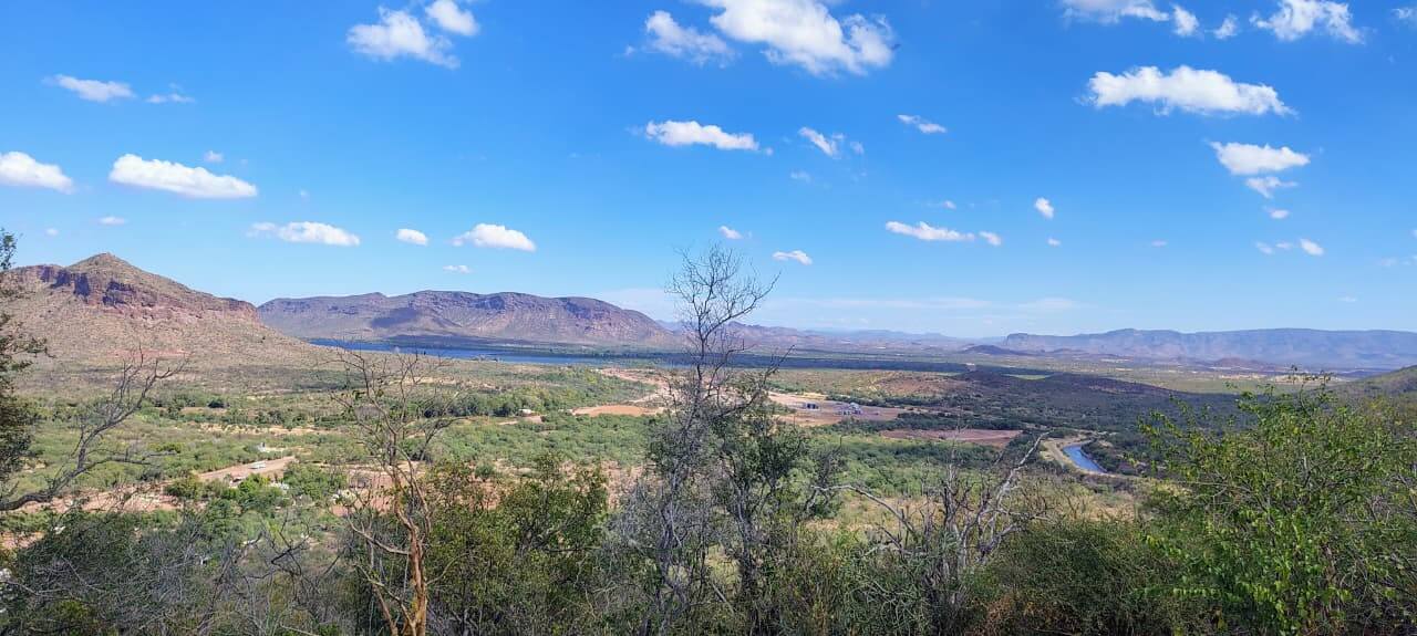 ¿Una selva en Sonora? Conoce la selva baja caducifolia del río Yaqui